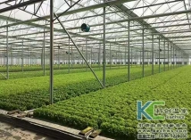 山西葉菜植物工廠技術案例