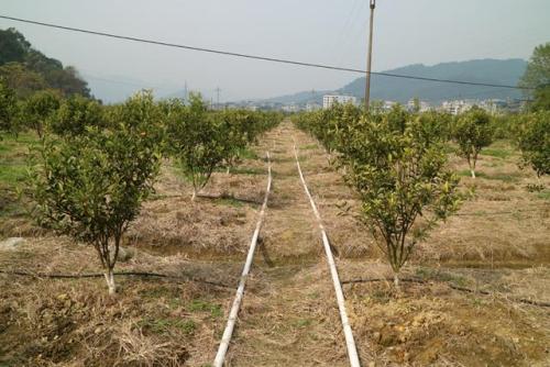 無土栽培，無土栽培技術，無土栽培設備